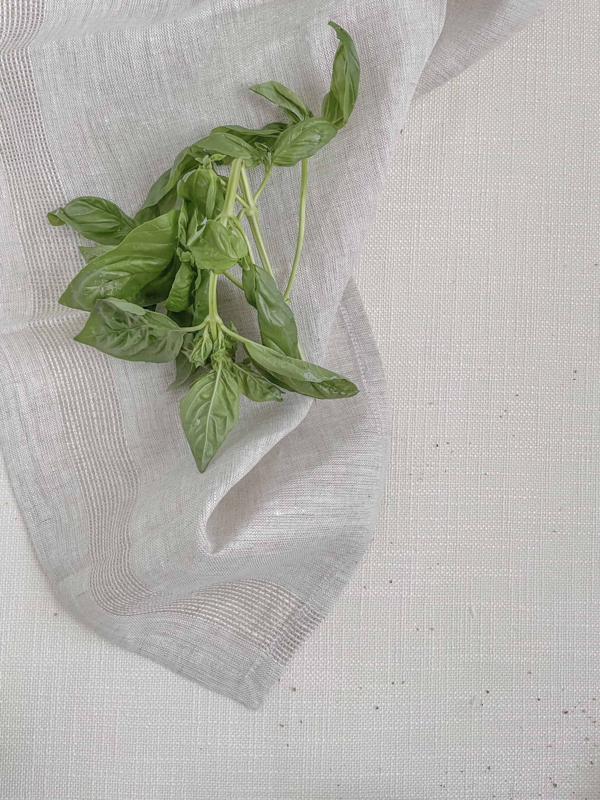 fresh basil on a white table cloth.
